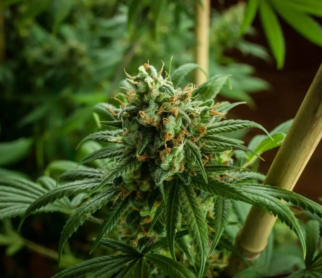 Blog om CBD