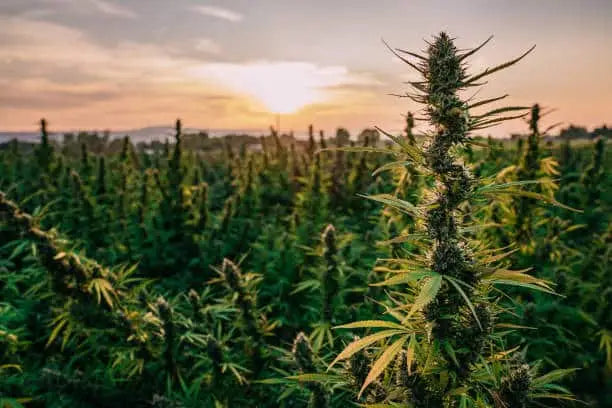 Cannabis og Hamp Planter