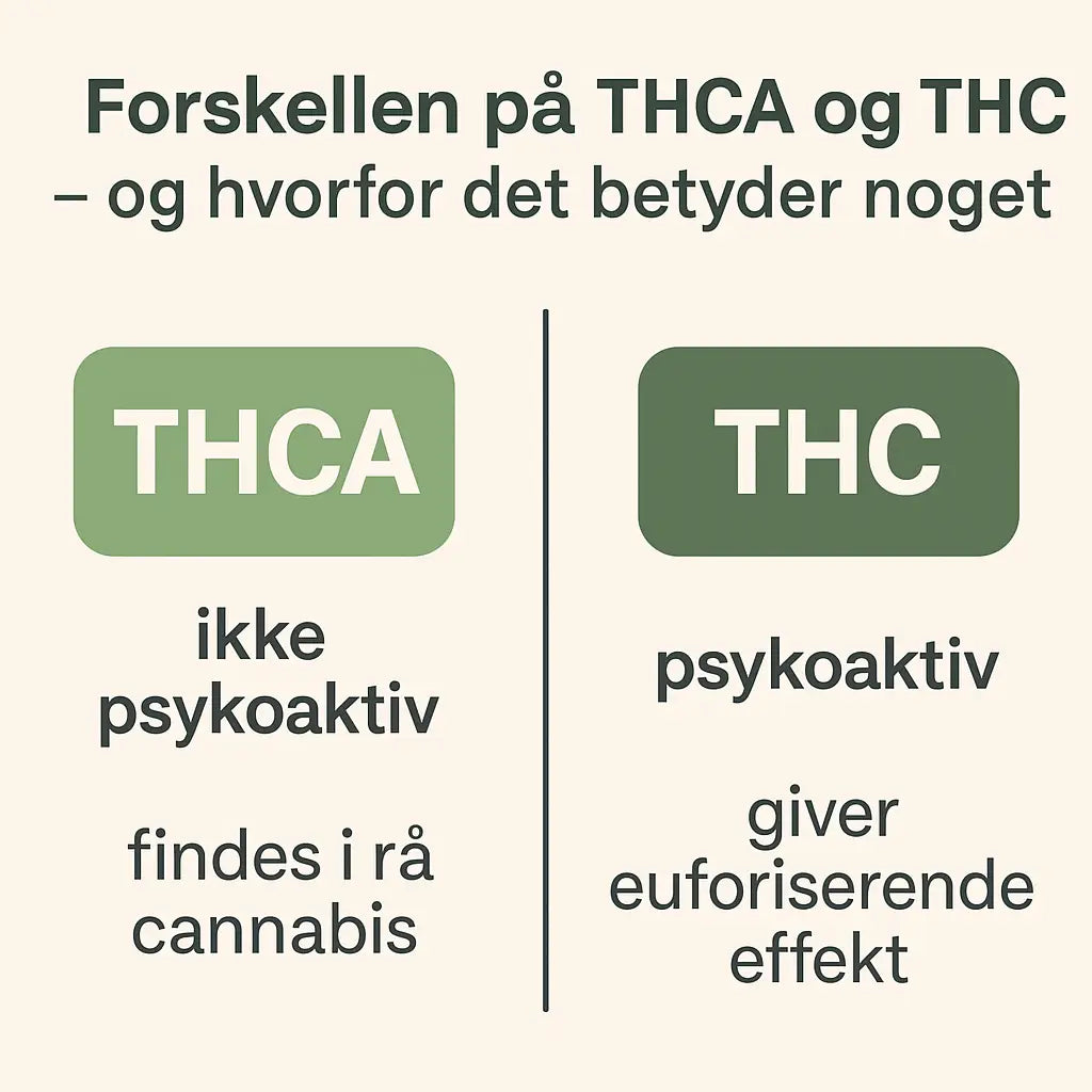 THCA vs THC – Forskellen og hvad du bør vide | Greenheaven