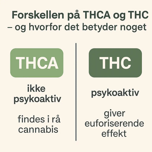 THCA vs THC – Forskellen og hvad du bør vide | Greenheaven