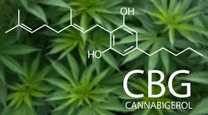 CBG viden