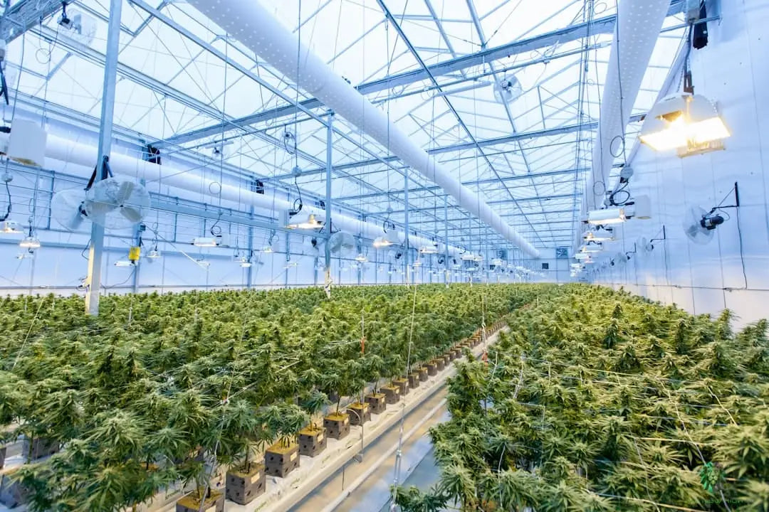 Udforskning af THCA