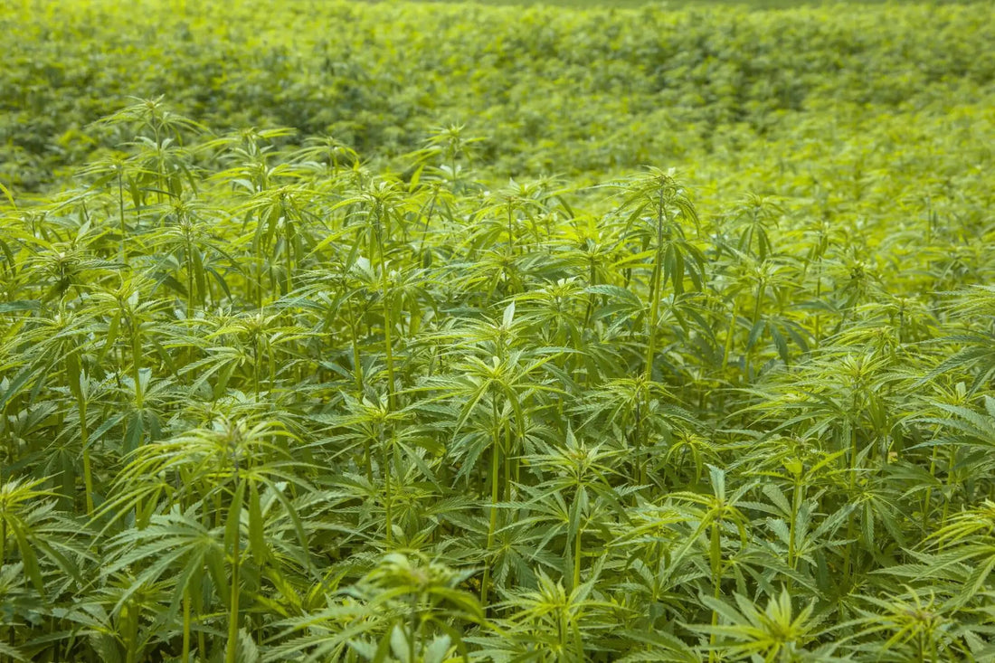 En Dybdegående Kig på CB9: Fremtiden inden for Cannabinoid Forskning