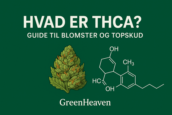 Hvad er THCA? Alt du skal vide om THCA blomster og topskud