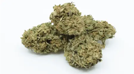 Harlequin cbd topskud