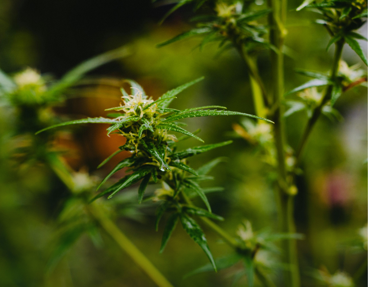 Greenheaven