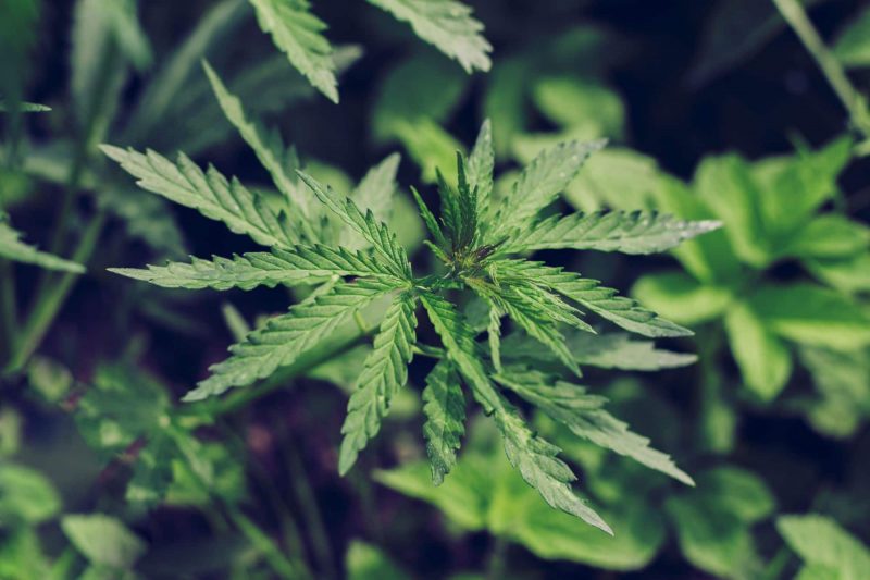cannabis-leaves-growing-cannabis-sativa-outdoors-2021-08-28-18-46-07-utc (1)